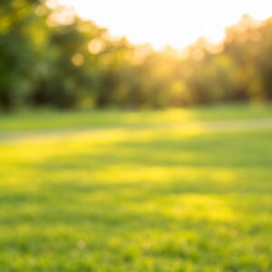 Golden bokeh park background